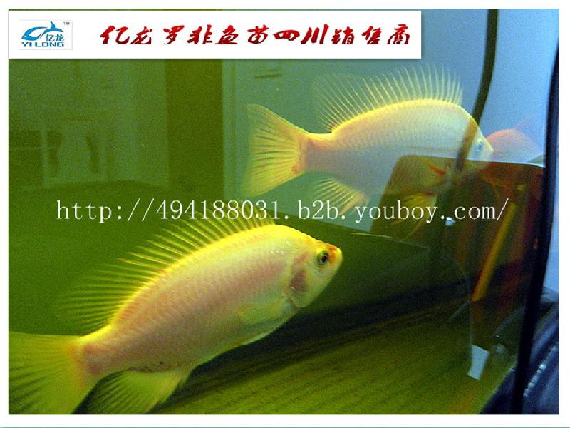 供應新吉富羅非魚II億龍牌新吉富羅非魚II億龍牌】
