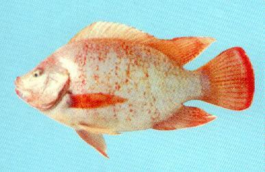 供應(yīng)德陽羅非魚豐產(chǎn)鯽魚草魚水花。