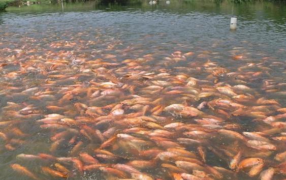 供應(yīng)廣安羅非魚鯽魚苗水花商品成魚@