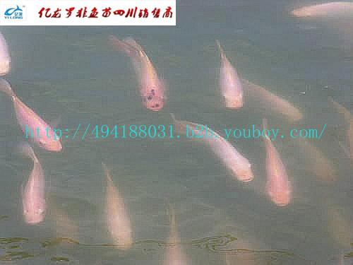 億龍羅非魚自貢出售圖片