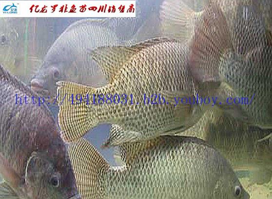 供應(yīng)新吉富羅非魚苗重慶批發(fā)=