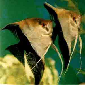 供應(yīng)墨燕大號(hào)=-、