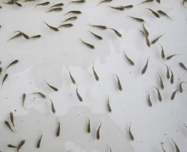 供應(yīng)資陽羅非魚鯽魚苗草魚水花@