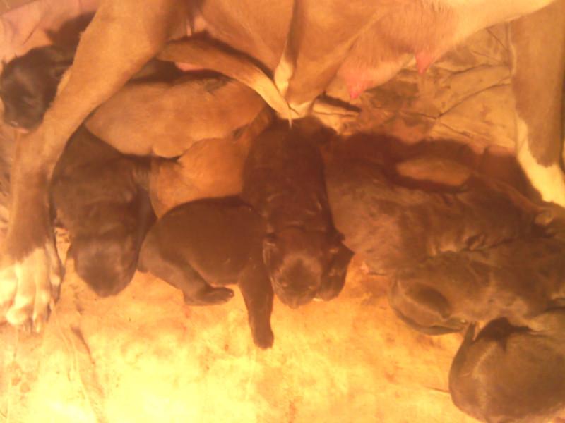 供應(yīng)比特犬幼犬出售