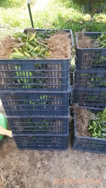 供應(yīng)東方紅桔種苗、東方紅桔種苗批發(fā)、東方紅桔種苗廠家