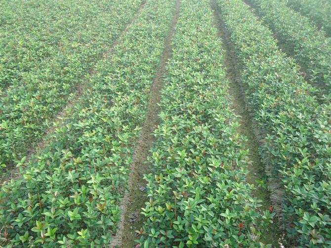 桂花苗圖片/桂花苗樣板圖 (2)