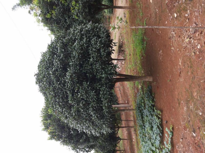 供應(yīng)*樹(shù)移植技術(shù)與養(yǎng)護(hù)，*樹(shù)移植?；罴夹g(shù)，*樹(shù)移植技術(shù)規(guī)程