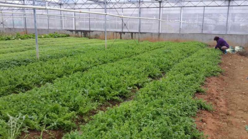 供應(yīng)菊苣菜 眼大夫 青菜