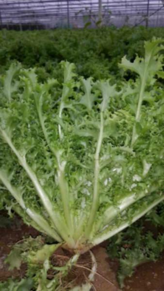供應(yīng)菊苣菜 眼大夫 青菜