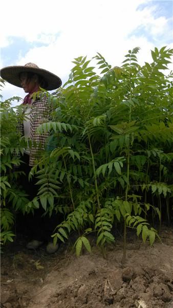 供應(yīng)南寧哪里有紅椿苗木批發(fā)，南寧紅椿樹苗價錢，南寧紅椿苗價格
