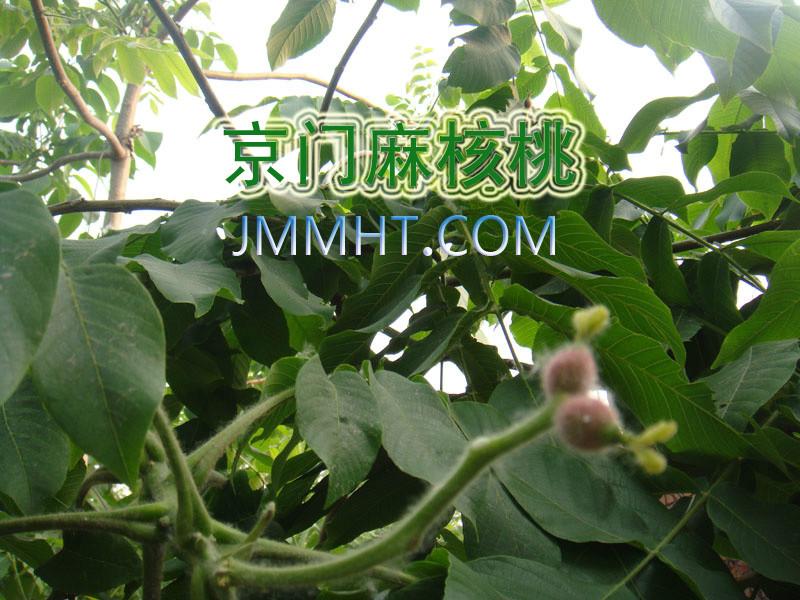 供應(yīng)淶水麻核桃麒麟紋官帽樹苗