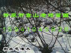 【东北连翘基地】耐寒花灌木【辽宁开原苗木】种子种苗价格【老郑苗圃】图片