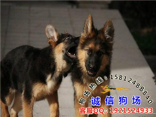 广州市广州什么地方有出售纯种德国牧羊犬厂家供应广州什么地方有出售纯种德国牧羊犬 广州哪里买狗比较放心