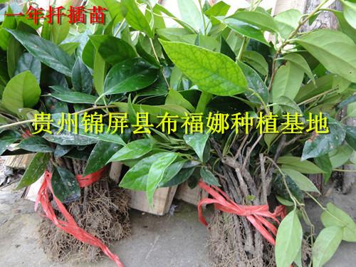 供應(yīng)懷化布福娜種苗供應(yīng)商，懷化布福娜種苗供貨商，懷化布福娜種苗價(jià)錢