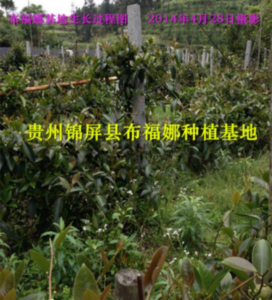 布福娜種苗圖片/布福娜種苗樣板圖 (3)