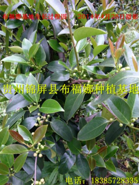 供應(yīng)懷化布福娜種苗供應(yīng)商，懷化布福娜種苗供貨商，懷化布福娜種苗價(jià)錢