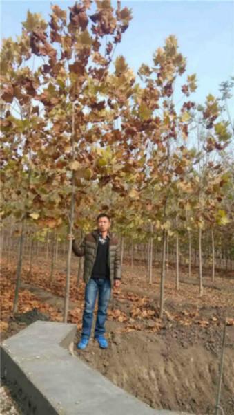 供應7公分速生法桐小苗懸鈴木