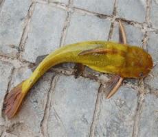 黃桑魚養(yǎng)殖圖片/黃桑魚養(yǎng)殖樣板圖 (2)