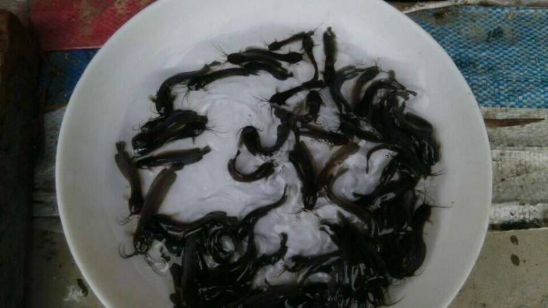 供應(yīng)泥鰍胡子鰱魚苗