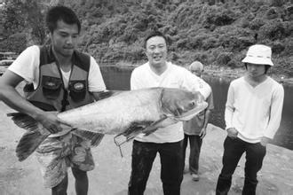 供應(yīng)優(yōu)質(zhì)大口鰱養(yǎng)殖基地、廣州優(yōu)質(zhì)大口鰱批發(fā)價.、大口鰱魚