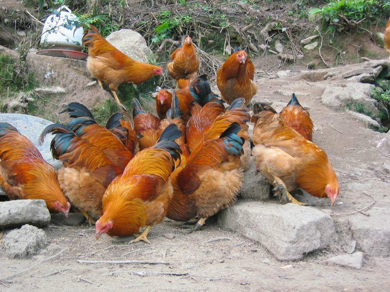 安遠(yuǎn)雞苗養(yǎng)殖場(chǎng)-安遠(yuǎn)雞苗廠家-安遠(yuǎn)雞苗供應(yīng)商-安遠(yuǎn)雞苗批發(fā)電話