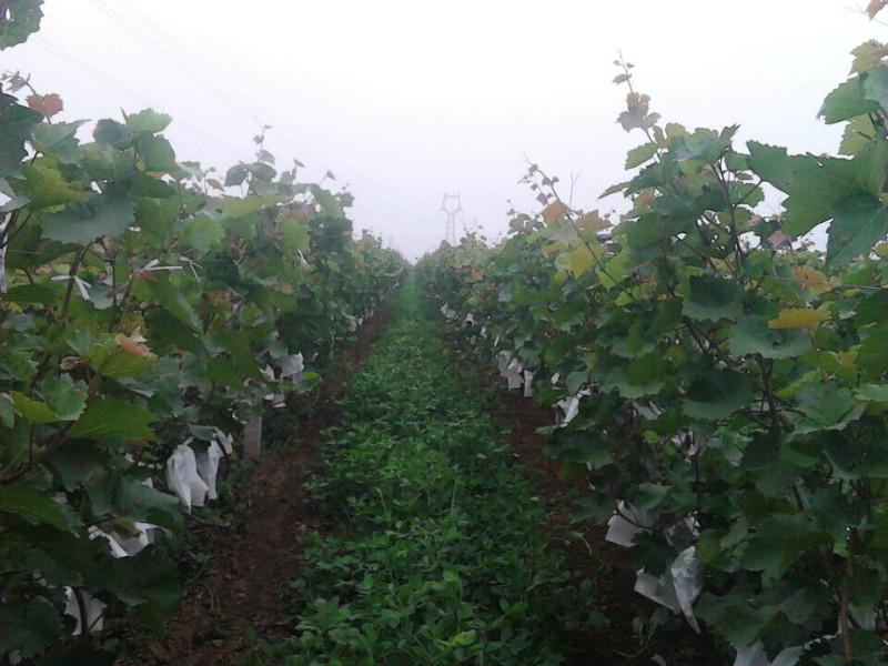 紅酒葡萄圖片/紅酒葡萄樣板圖 (4)