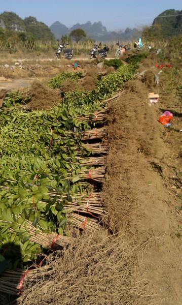 供應(yīng)紅桂花樹(shù)苗 100棵起包郵  紅桂花里很好的品種
