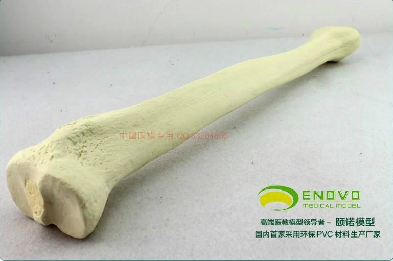 骨科術(shù)前Sawbone人工合成骨模型 脛骨 骨科植入仿真 骨骼模型