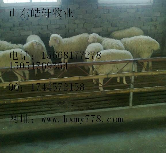 供應(yīng)牟平小尾寒羊雜交小尾寒羊
