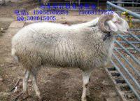 四川瀘州市*養(yǎng)殖場(chǎng)羊羔價(jià)格
