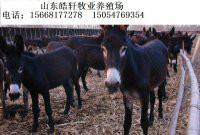 济宁市同江肉驴价格育肥驴德州驴价格厂家同江肉驴价格育肥驴德州驴价格