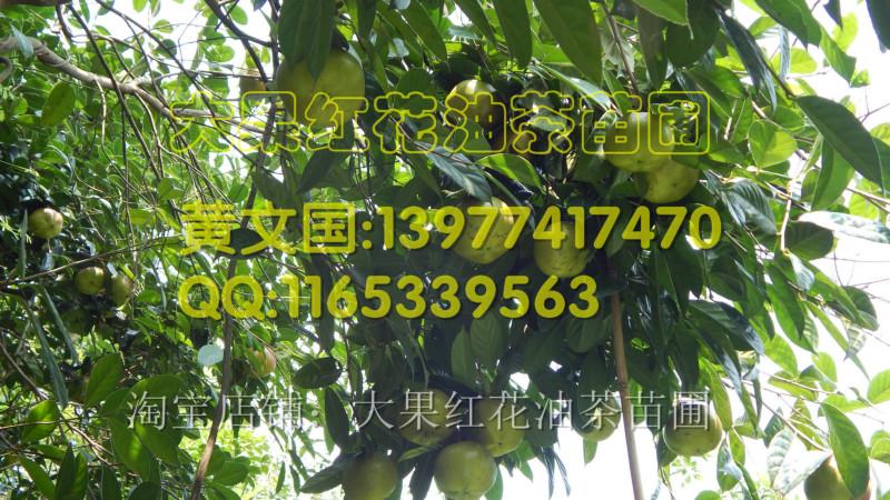 供應(yīng)紅花油茶果實(shí)圖片，紅花油茶果實(shí)圖片拍攝