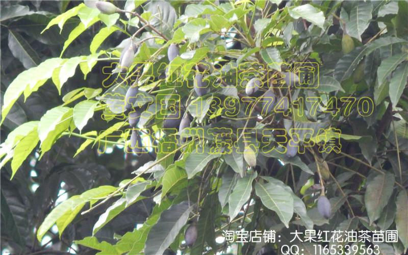 烏橄欖嫁接苗黑橄欖嫁接苗圖片