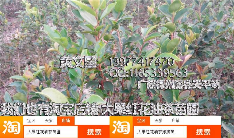 岑溪軟枝油茶嫁接苗廠家直銷圖片