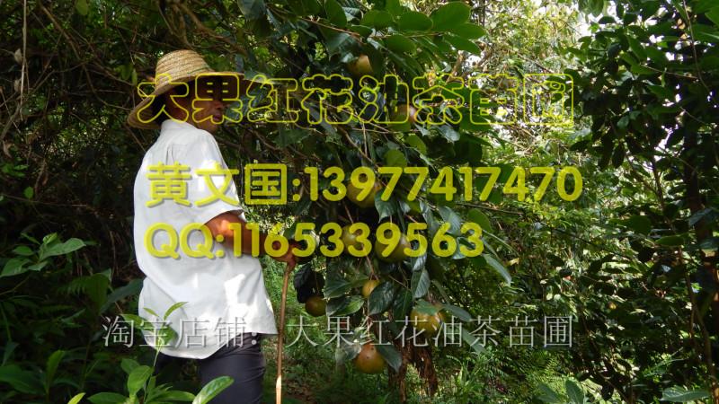 供應(yīng)大果紅花油茶果實重量，大果紅花油茶果實重量是多少