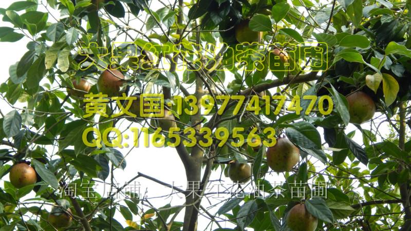 供應(yīng)紅花油茶果實(shí)圖片，紅花油茶果實(shí)圖片拍攝