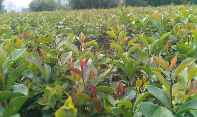 供應(yīng)高產(chǎn)軟枝苗茶廠家，高產(chǎn)軟枝苗茶企業(yè)，高產(chǎn)軟枝苗茶生產(chǎn)商