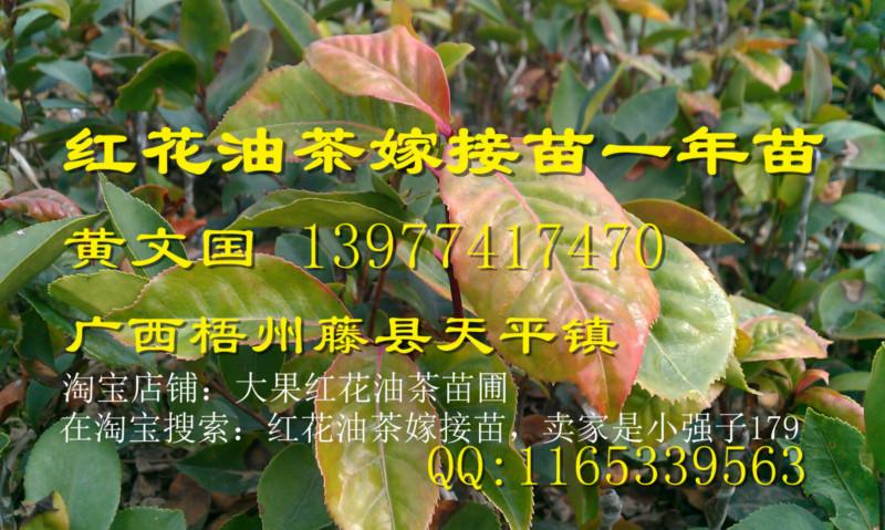 大果紅花油茶嫁接苗1年苗14價(jià)格，大果紅花油茶嫁接苗1年苗14供應(yīng)商