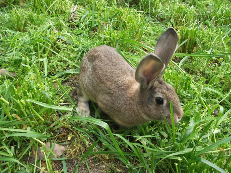 供應(yīng)湖南雜交野兔獺兔苗養(yǎng)殖場(chǎng)