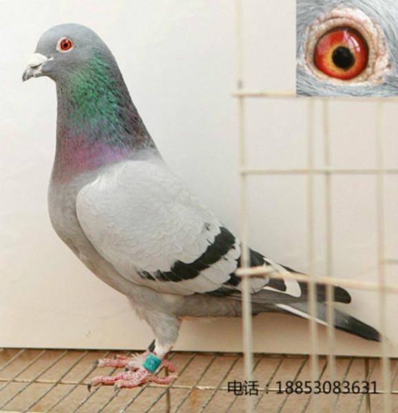 供應(yīng)信鴿賽鴿觀(guān)賞鴿