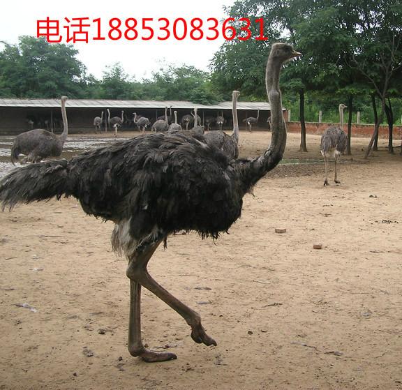 供應(yīng)鴕鳥鴕鳥蛋鴕鳥苗