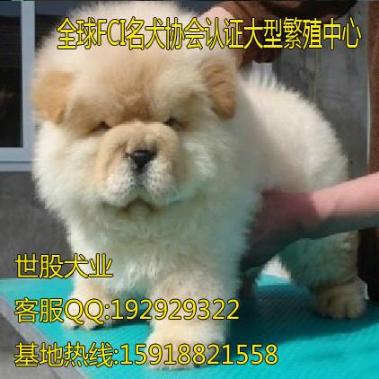 广州市松狮幼犬厂家