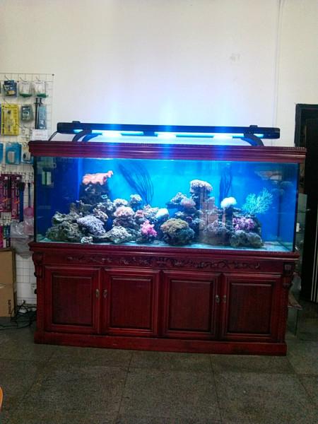 生態(tài)魚(yú)缸圖片/生態(tài)魚(yú)缸樣板圖 (4)