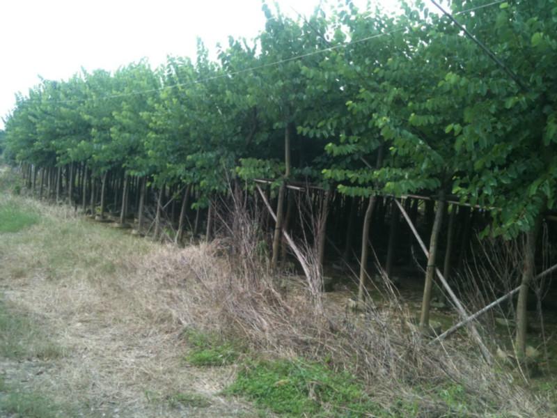 紫荊圖片/紫荊樣板圖 (3)