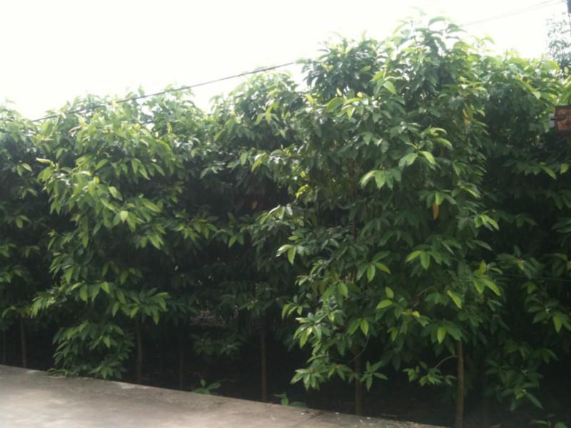 供應(yīng)陰香小苗批發(fā)￥香樟小苗批發(fā)￥黃蘭、白玉蘭小苗批發(fā)