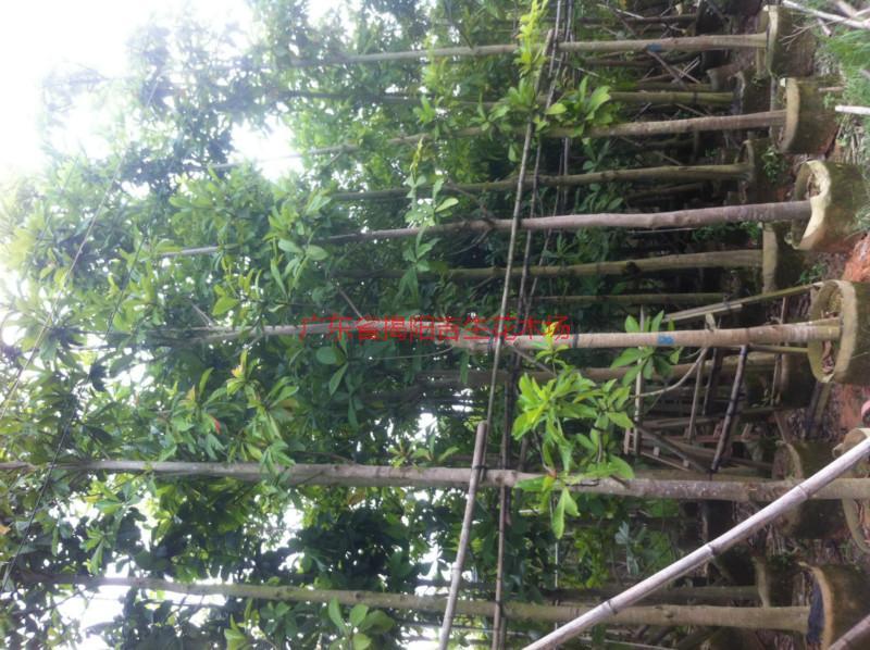 供應(yīng)紫荊6公分袋苗供應(yīng)、紫荊6公分批發(fā)、6公分紫荊哪里有