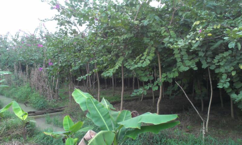 紫荊圖片/紫荊樣板圖 (2)