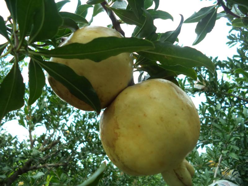供應(yīng)懷遠(yuǎn)優(yōu)質(zhì)白花石榴生產(chǎn)商，懷遠(yuǎn)石榴種植基地，懷遠(yuǎn)石榴苗價(jià)錢