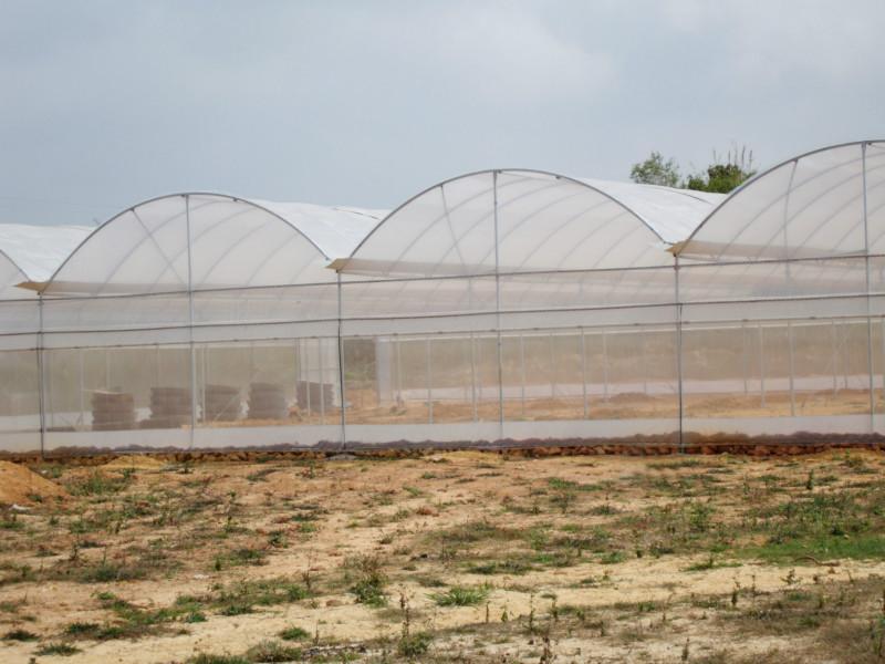 供應(yīng)【開窗型蔬菜大棚】-開窗型連棟溫室大棚-通風(fēng)好開窗型溫室大棚