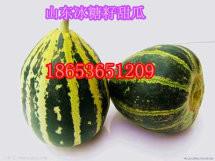 山東甜瓜生產(chǎn)批發(fā)市場(chǎng)圖片